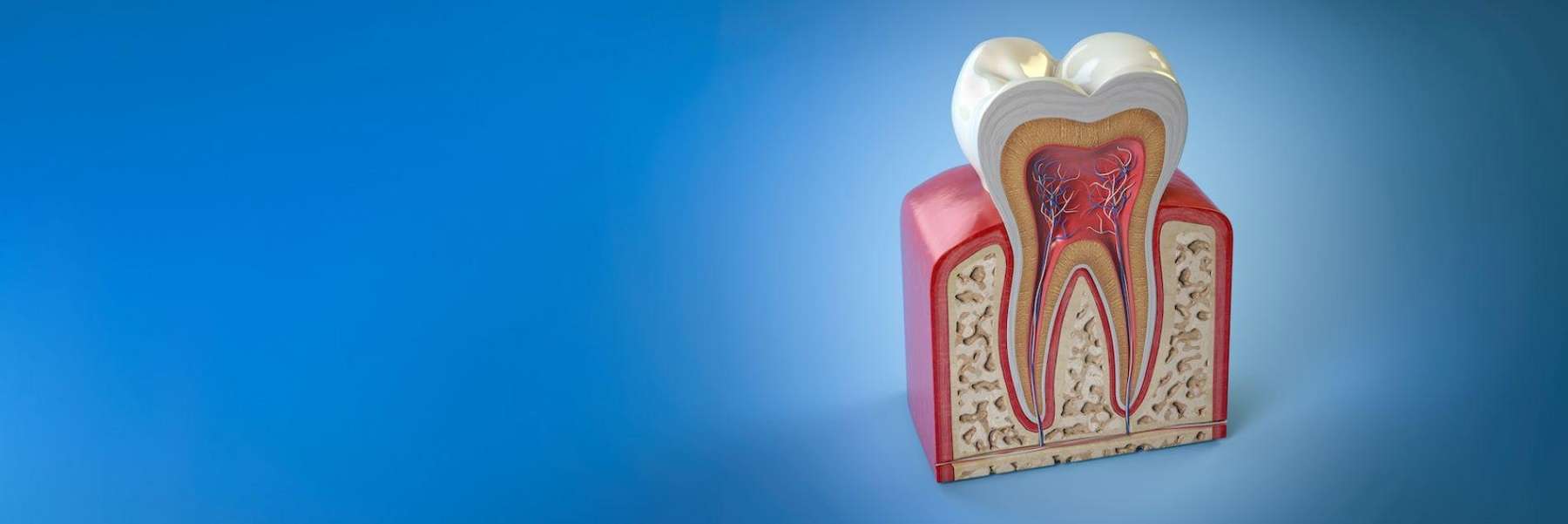structure of tooth used to evaluate emergency dentistry doreen, vic